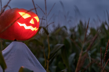 halloween pumpkin scarecrow in a wide corn field on a scary dark night. - obrazy, fototapety, plakaty