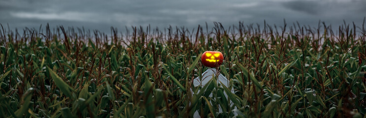 panorama of a halloween pumpkin scarecrow in a wide cornfield at sunset.. © Marina Gordejeva