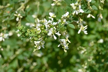 White bush clover ( Lespedeza japonica ) flowers.
Fabaceae deciduous shrub. Blooms from July to September.