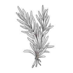Rosemary branch on a light background isolated. Hand-drawn spicy herb for cooking. The concept of organic food. Vector illustration.