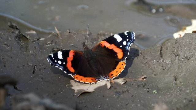 The red admiral butterfly water drinking water, Vanessa atalanta