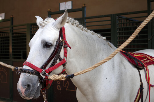 Portrait d'un cheval andalous