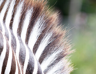 Close up of the fur of zebra