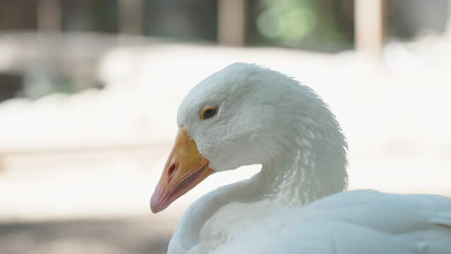 A white goose with blue eyes looks into the camera, close-up.