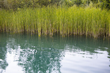 tall green grass next to the lake