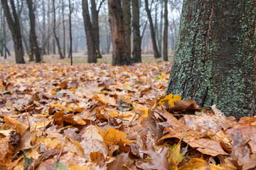 Autumn leaves in the forest. Autumn landscape with fallen maple and oak leaves after rain and trees in park.