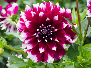 Dahlienblüte (Rot mit Weißen Spitzen)