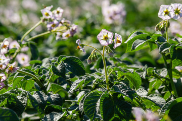 Obraz premium Closeup of a white and yellow blossoming potato plant in the foreground of large field in the Netherlands. It is early in the morning of a sunny day in the beginning of the summer season