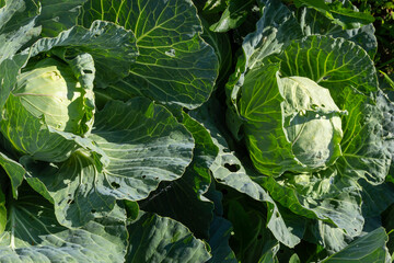 Cabbage grow in the garden. Agriculture. Healthy and healthy food for humans. The cultivation of...