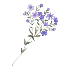 Watercolour wild violet flower.