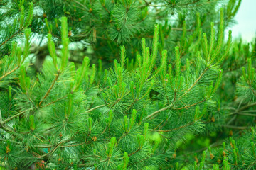 Pine branches at sunlight. Selective focus. Shallow depth of field.