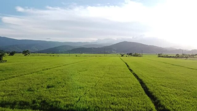 Aerial view of rice fields in the valley. HD drone images view, Beautiful scenery.