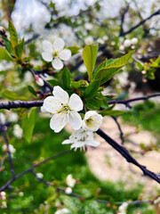 Branch of white cherry blossom in spring time