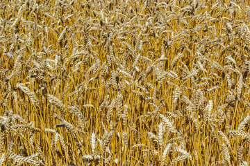 Fields of wheat at the end of summer fully ripe