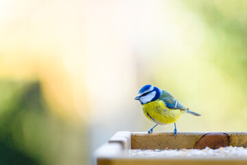 blue tit on a bird table