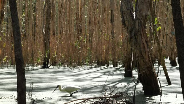 Spoonbill foraging in an Australian melaleuca tree wetland swamp using its spatulated bill to feed. Wild animal behaviour