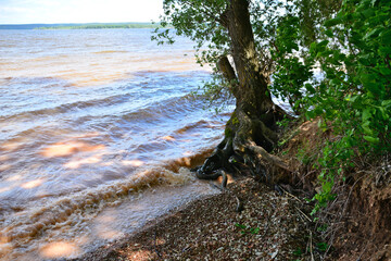 tree trunk with roots on the edge of the river, close-up