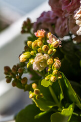 Obraz premium Bright pink Widow's-thrill flowers (Kalanchoe blossfeldiana)