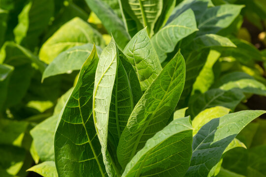 Tobacco Big Leaf Crops Growing In Tobacco Plantation Field