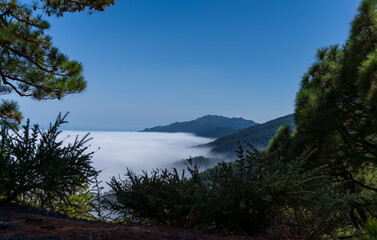 Obraz na płótnie Canvas Sea of clouds over the pine tree forest and mountain, long exposure