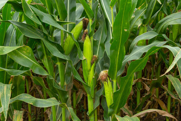 Obraz premium Corn Plantation Food. close up of a corn field in the countryside, many young corns are grown for harvesting to sell to a food factory