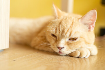 cat with his eyes closed. cat lies clasped and closed his eyes