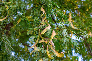 Bright green leaves and seed pods of Honey Locust (Gleditsia Triacanthos) bush in the botanic garden in summer close up. - 533613682