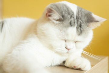 cat with his eyes closed. cat lies clasped and closed his eyes