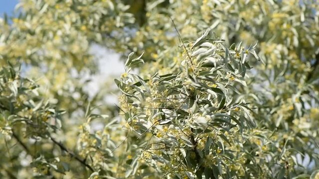 Elaeagnus angustifolia, commonly known as Russian olive is blooming in spring