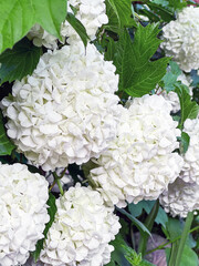 Closeup of white hydrangea flowers blooming in summer in a garden. Floral background.
