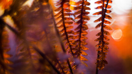 Macro de feuilles de fougère sauvages, aux teintes orangées, mises en valeur par la lumière du soleil couchant