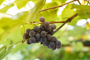 Blue grapes hang on a grape branch in the garden