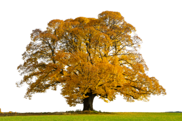 Linde als Einzelbaum im Herbst