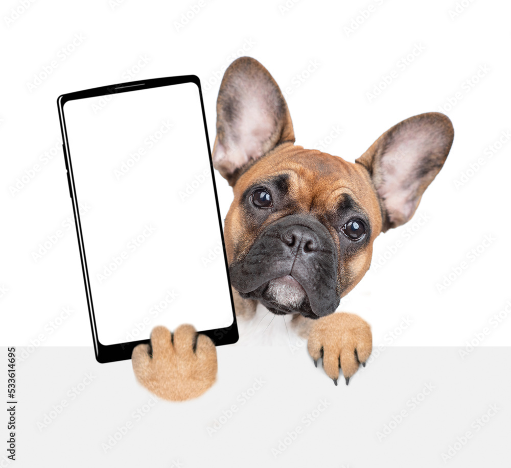 Poster french bulldog puppy holds big smartphone with white blank screen in it paw, showing close to camera