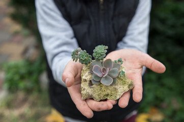 small succulents planted in limestone in the hands of a child. Hobbies for growing indoor plants...