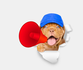 Funny dog wearing blue cap holds megaphone and looks through the hole in white paper