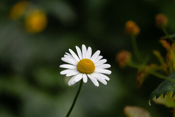 Obraz premium chamomile on a dark green background close-up