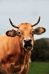 cow sticking out its tongue