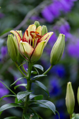 yellow lily and buds close-up on a flower bed