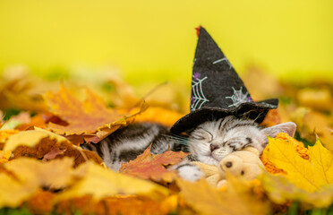 Funny kitten wearing hat for halloween sleeps and hugs toy bear on autumn leaves © Ermolaev Alexandr