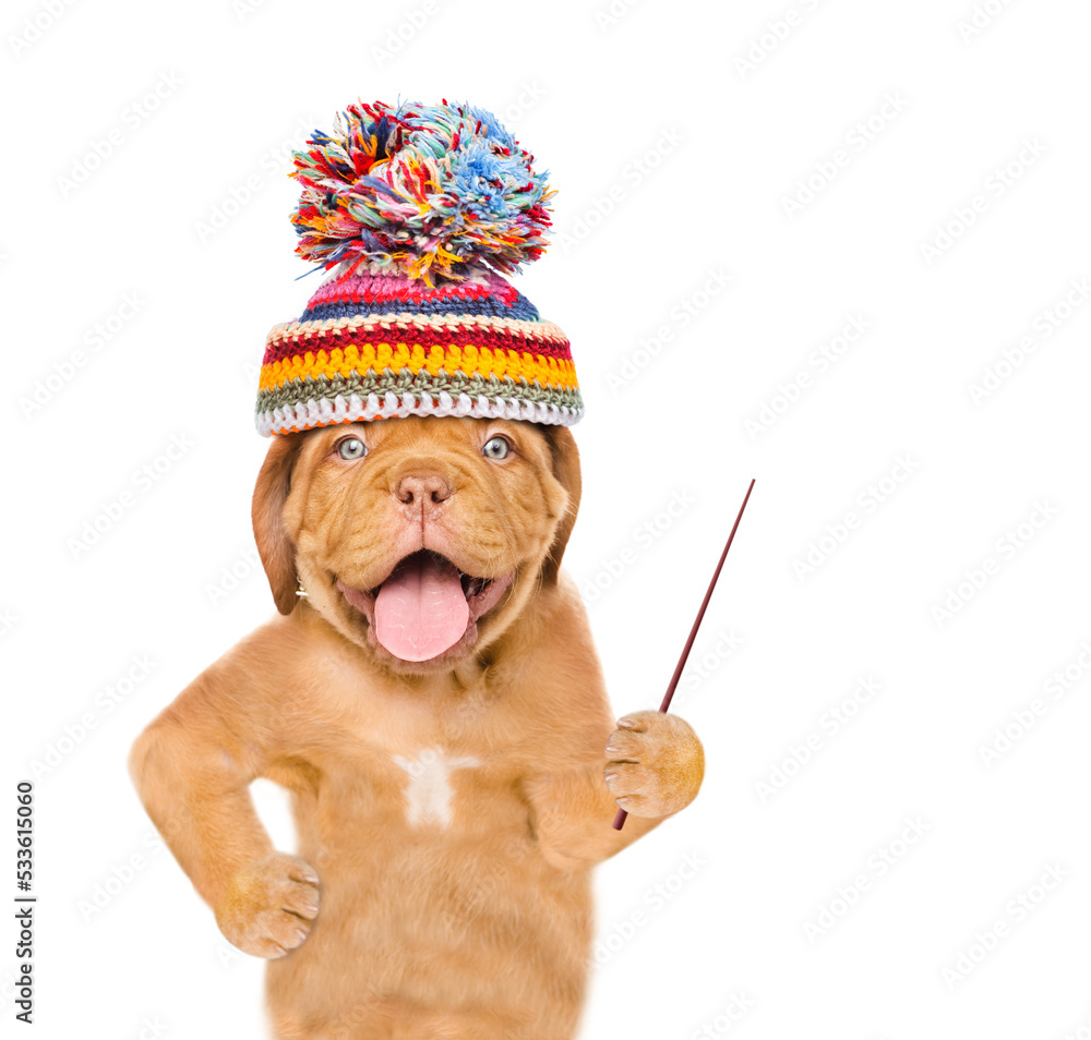Poster Funny mastiff puppy wearing  warm hat holds a pointing stick and points away on empty space. isolated on white background