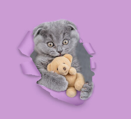 Cute kitten embracing toy bear and looking through a hole in pink paper