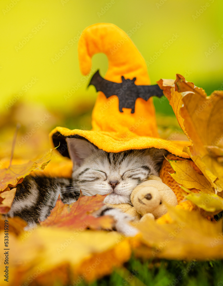 Poster Funny kitten wearing hat for halloween sleeps and hugs toy bear on autumn leaves