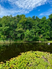 lake in the forest