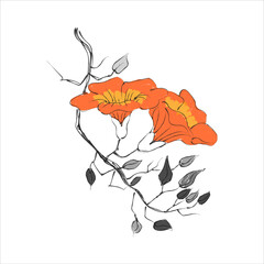 Vector Trumpet vine floral botanical flowers. Chinese style ink art for designing.