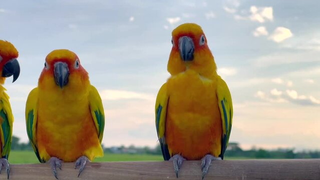 2 Sun conure or bird couple Beautiful, parrot looking at the camera, has yellow on blur green background (Aratinga solstitialis) exotic pet adorable, native to amazon