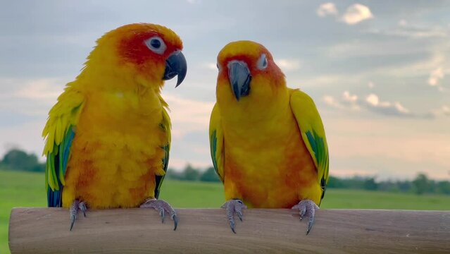 2 Sun conure or bird couple Beautiful, parrot looking at the camera, has yellow on blur green background (Aratinga solstitialis) exotic pet adorable, native to amazon