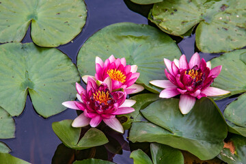 Nénuphars en fleur sur l'étang