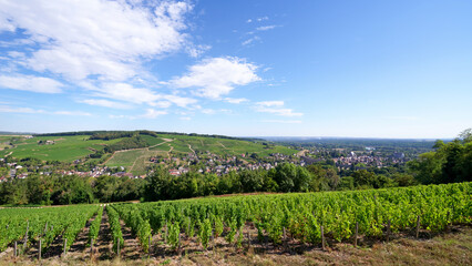 Fototapeta na wymiar Vineyards in the hills of Sancerre village