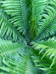 Fototapeta na wymiar Fern leaves or Polypodiopsida or Polypodiophyta plant in sunlight.
